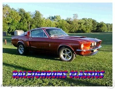 shelbystangatpark.jpg shelbystangatpark.jpg