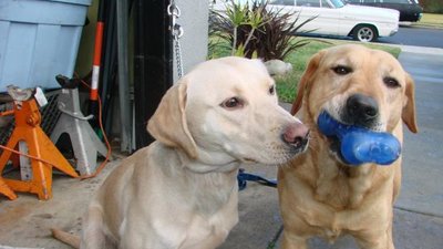 ginger and sonny 1.jpg ginger and sonny 1.jpg