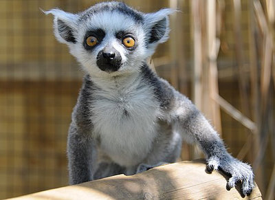 Lemur.jpg