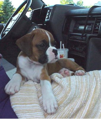008 boxer Heidi 1st day home11.jpg 008 boxer Heidi 1st day home11.jpg