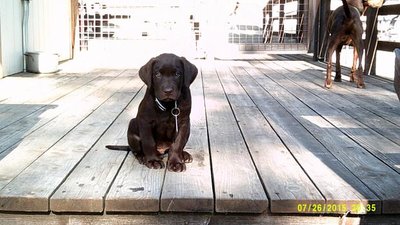 Elvis & Bubba 7-27-2015 8-weeks on deck (2).jpg Elvis & Bubba 7-27-2015 8-weeks on deck (2).jpg