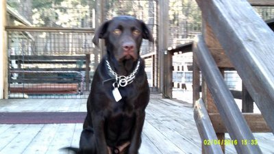 Elvis 2-04-2016 8 months old #1.jpg Elvis 2-04-2016 8 months old #1.jpg