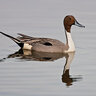 Pintail